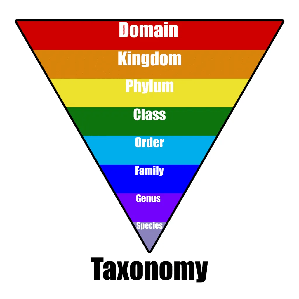 What Is Taxonomy Development