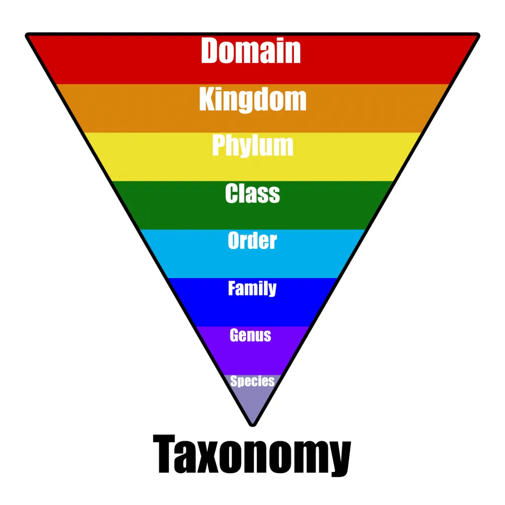 Taxonomy L G Kh i Ni m C B n V Taxonomy